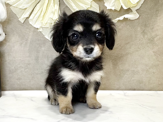 兵庫県のチワックス(チワワ×ダックス) (ペッツファースト神戸三宮センター街店/2025年9月14日生まれ/女の子/ブラックタン)の子犬の1枚目の画像