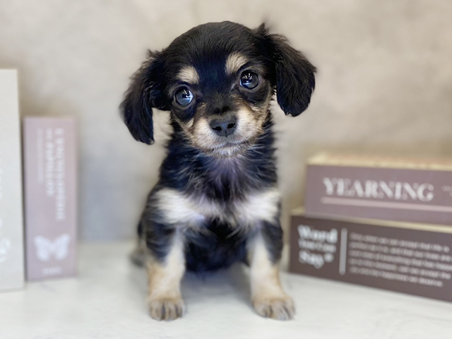 奈良県のチワックス(チワワ×ダックス) (ペッツファースト橿原店/2025年9月14日生まれ/女の子/ブラックタン)の子犬の1枚目の画像