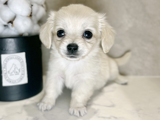 大阪府のチワックス(チワワ×ダックス) (ペッツファースト茶屋町店/2025年9月16日生まれ/女の子/イエロー)の子犬の1枚目の画像