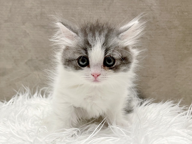 東京都のマンチカン (ペッツファースト青山店/2025年9月17日生まれ/男の子/ブルータビーホワイト)の子猫