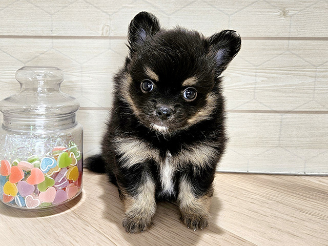 埼玉県のポメチワ/チワポメ/ポメチー(ポメラニアン×チワワ) (ペッツファーストレイクタウン店/2025年9月16日生まれ/男の子/ブラックタンホワイト)の子犬の1枚目の画像
