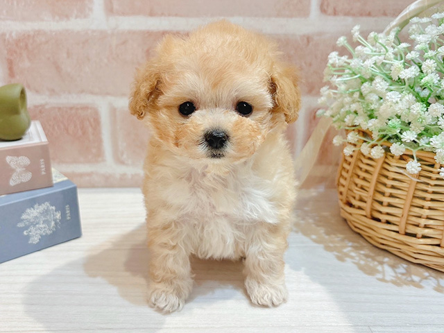 東京都のトイプードル(ティーカップ) (ペッツファースト自由が丘店/2025年9月16日生まれ/女の子/アプリコット)の子犬の1枚目の画像