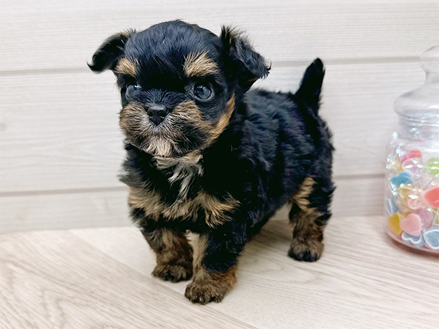 東京都のチワプー/プーチー(チワワ×プードル) (ペッツファースト渋谷店/2025年9月15日生まれ/男の子/ブラックタン)の子犬