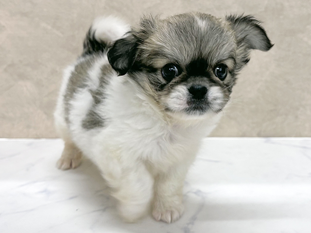 東京都のチワペキ/ペキチー/ペキチワ(チワワ×ペキニーズ) (ペッツファースト八王子多摩美大前店/2025年9月16日生まれ/男の子/パーティーカラー)の子犬