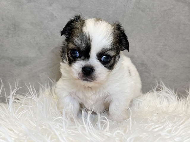 東京都のチワペキ/ペキチー/ペキチワ(チワワ×ペキニーズ) (ペッツファースト青山店/2025年9月16日生まれ/男の子/パーティーカラー)の子犬の1枚目の画像