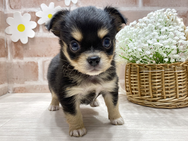 福岡県のチワワ(ロング) (ペッツファースト筑紫野店/2025年9月16日生まれ/男の子/ブラックタンホワイト)の子犬の1枚目の画像