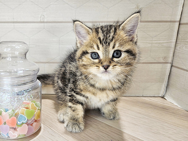 埼玉県のアメリカンショートヘアー (ペッツファーストレイクタウン店/2025年9月15日生まれ/男の子/ブラウンタビー)の子猫の1枚目の画像