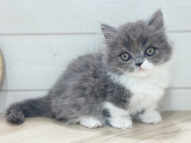 東京都のマンチカン (ペッツファースト吉祥寺本店/2025年9月17日生まれ/男の子/ブルーホワイト)の子猫の1枚目の画像