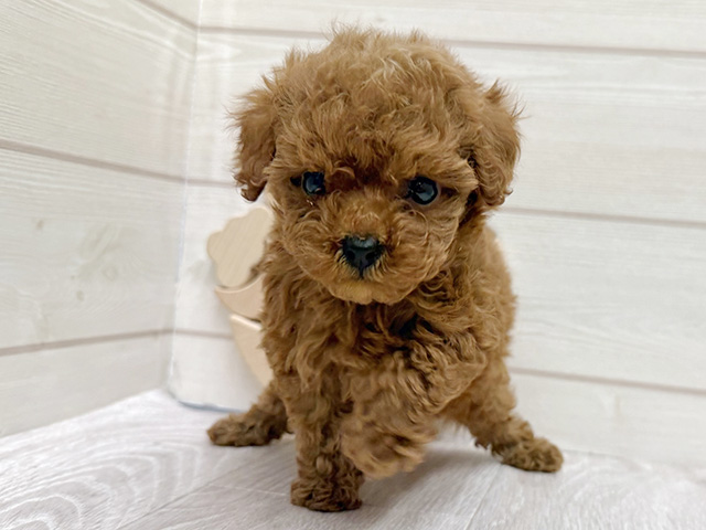 愛知県のトイプードル(タイニー) (ペッツファースト大高店/2025年9月15日生まれ/女の子/レッドフォーン)の子犬の1枚目の画像