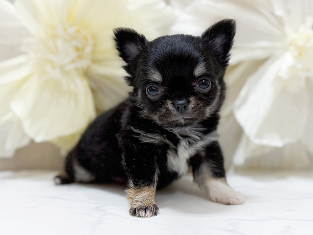 東京都のチワワ(ロング) (ペッツファースト恵比寿店/2025年9月17日生まれ/男の子/ブラックタン)の子犬の1枚目の画像