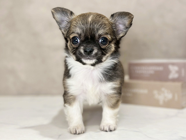 東京都のチワワ(ロング) (ペッツファースト武蔵小山店/2025年9月17日生まれ/女の子/レッドホワイト)の子犬の1枚目の画像