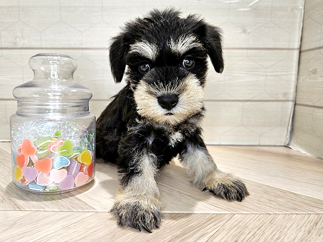 埼玉県のミニチュアシュナウザー (ペッツファーストレイクタウン店/2025年9月17日生まれ/女の子/ブラックシルバー)の子犬の1枚目の画像