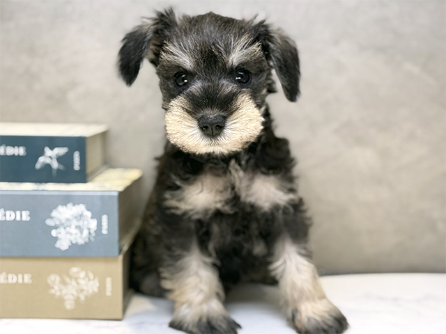 ミニチュアシュナウザー