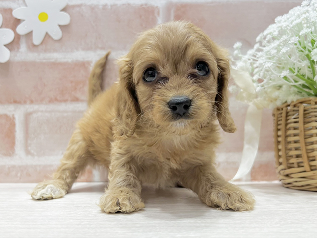 キャバリアキングチャールズスパニエルミックス