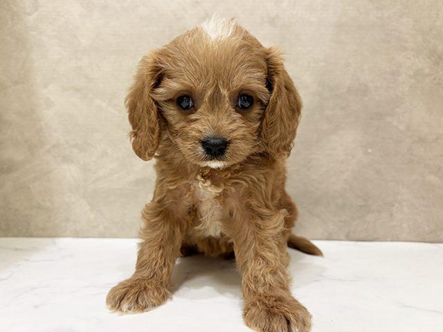 東京都のキャバプー(キャバリア×プードル) (ペッツファーストららぽーと立川立飛店/2025年9月17日生まれ/女の子/レッドホワイト)の子犬の1枚目の画像