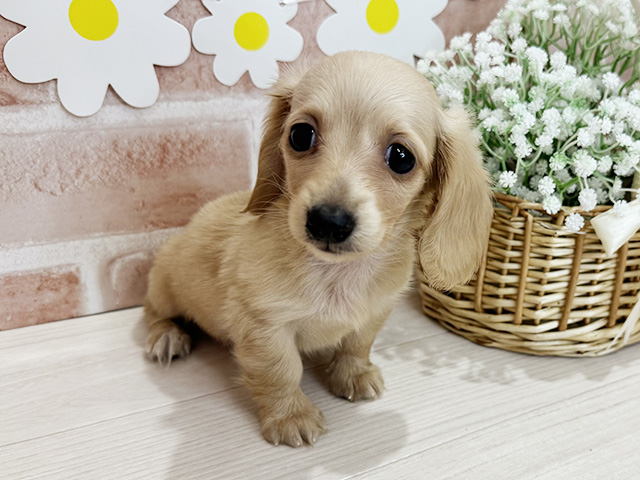 鹿児島県のミニチュアダックスフンド(ロング) (ペッツファースト鹿児島店/2025年9月17日生まれ/女の子/イエロー)の子犬の1枚目の画像