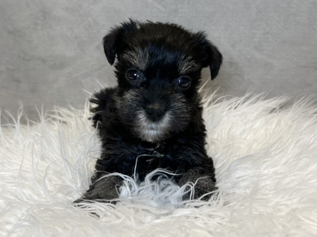 ミニチュアシュナウザー