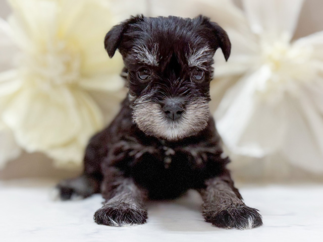 東京都のミニチュアシュナウザー (ペッツファースト恵比寿店/2025年9月17日生まれ/女の子/ブラックシルバー)の子犬の1枚目の画像