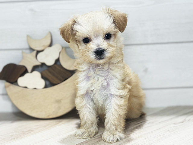 東京都のマルプー(マルチーズ×プードル) (ペッツファースト吉祥寺本店/2025年9月17日生まれ/女の子/アプリコット)の子犬の1枚目の画像