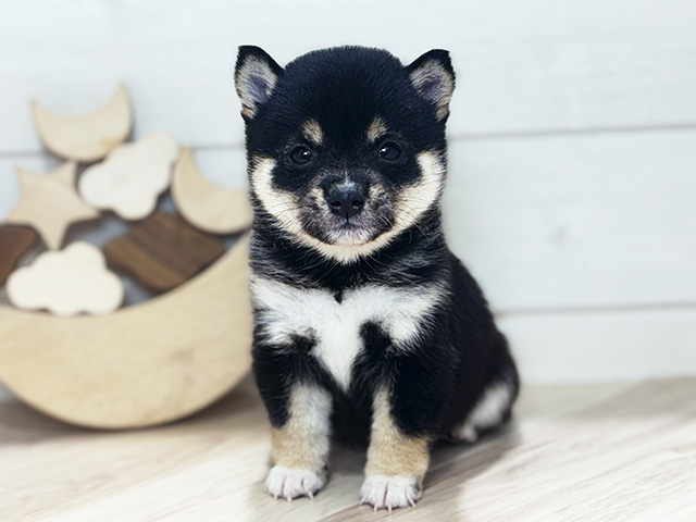 東京都の豆柴 (ペッツファースト吉祥寺本店/2025年9月17日生まれ/女の子/黒)の子犬の1枚目の画像