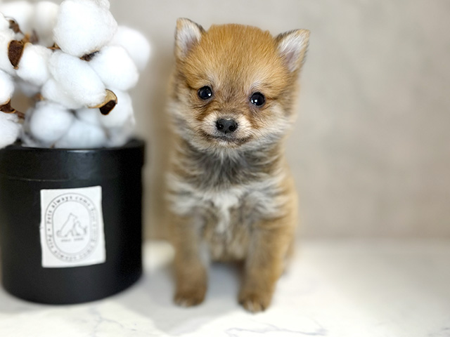 大阪府のポメ柴/豆ポメ/ポメ豆柴(ポメラニアン×柴犬) (ペッツファースト茶屋町店/2025年9月17日生まれ/男の子/赤)の子犬の1枚目の画像