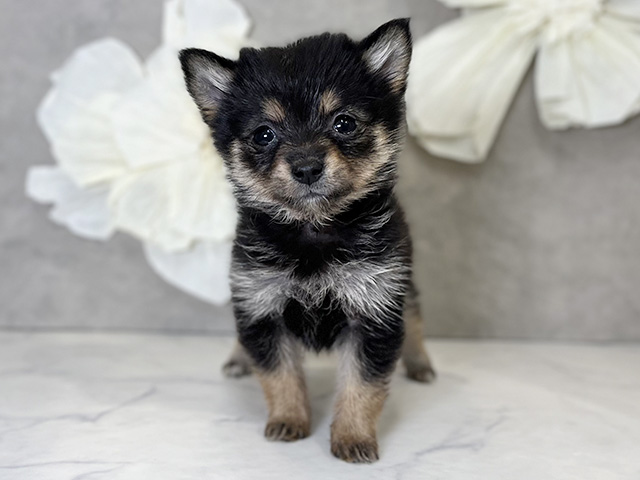 東京都のポメ柴/豆ポメ/ポメ豆柴(ポメラニアン×柴犬) (ペッツファースト下北沢店/2025年9月17日生まれ/女の子/黒)の子犬の1枚目の画像