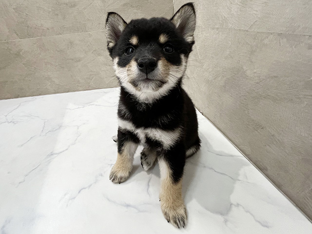 福岡県の豆柴 (ペッツファースト福津店/2025年9月17日生まれ/男の子/黒)の子犬の1枚目の画像