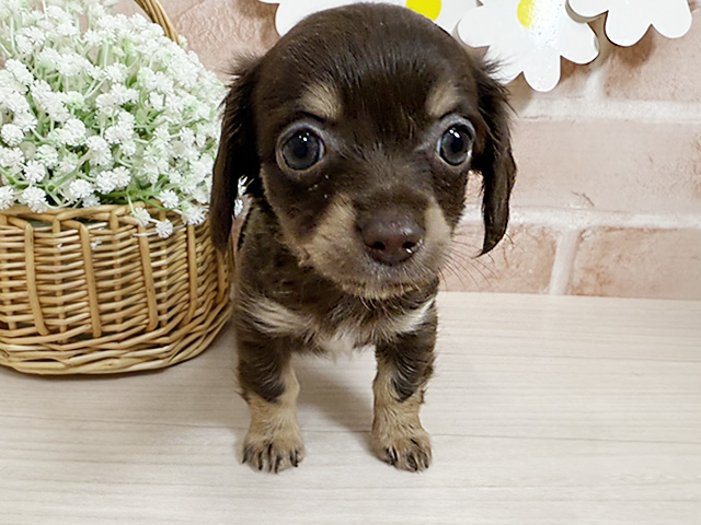 静岡県のチワックス(チワワ×ダックス) (ペッツファースト富士南店/2025年9月16日生まれ/女の子/チョコレートタン)の子犬の1枚目の画像