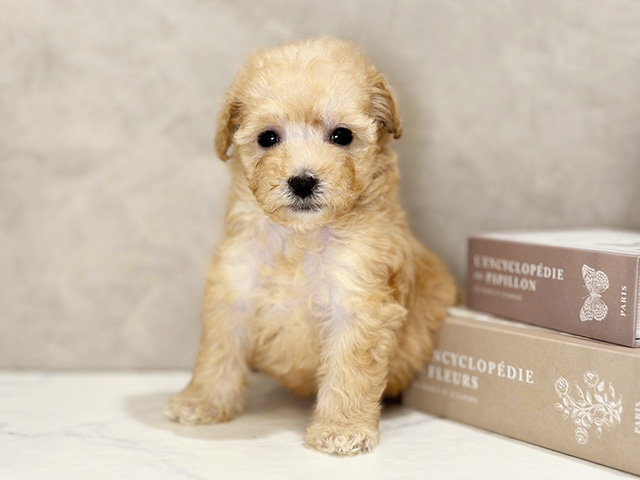 東京都のトイプードル(ティーカップ) (ペッツファースト武蔵小山店/2025年9月17日生まれ/女の子/アプリコット)の子犬の1枚目の画像