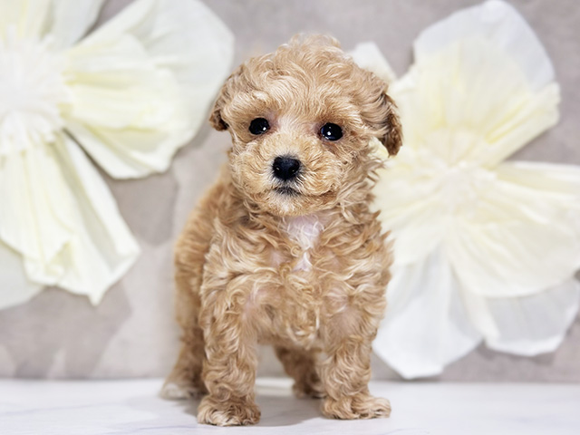 東京都のトイプードル(トイ) (ペッツファースト原宿店/2025年9月17日生まれ/女の子/アプリコット)の子犬の1枚目の画像