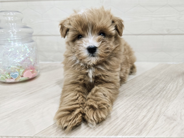 東京都のポメプー(ポメラニアン×プードル) (ペッツファースト吉祥寺サンロード店/2025年9月17日生まれ/男の子/レッドホワイト)の子犬の1枚目の画像