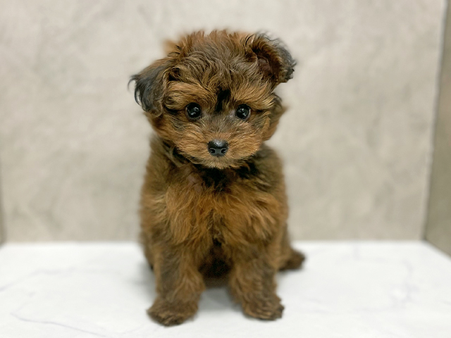 東京都のポメプー(ポメラニアン×プードル) (ペッツファースト池袋店/2025年9月17日生まれ/男の子/レッド)の子犬の1枚目の画像