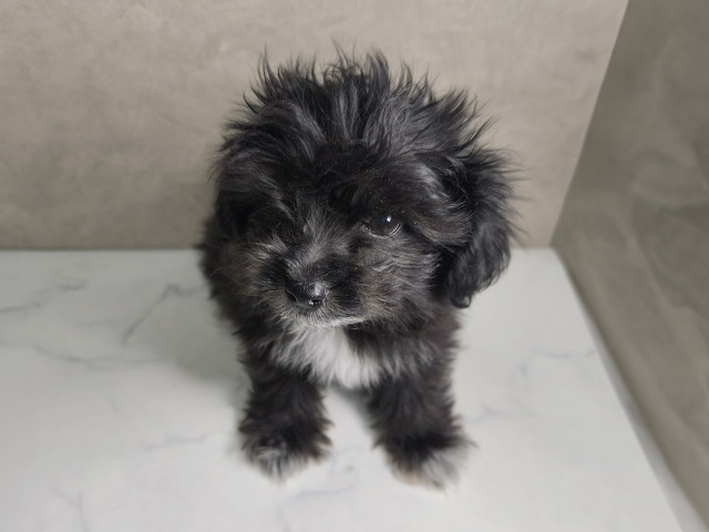 埼玉県のハーフ犬・ミックス犬 (ペッツファースト岩槻店/2025年9月17日生まれ/男の子/ブラックホワイト)の子犬の1枚目の画像