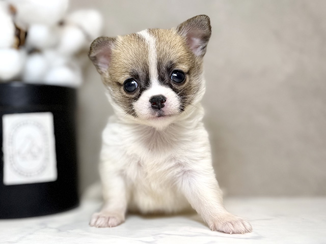 大阪府のハーフ犬・ミックス犬 (ペッツファースト茶屋町店/2025年9月17日生まれ/女の子/ホワイトタン)の子犬