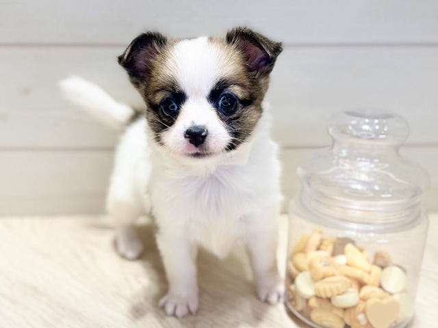 群馬県のハーフ犬・ミックス犬 (ペッツファースト高崎店/2025年9月17日生まれ/女の子/ホワイトタン)の子犬の1枚目の画像