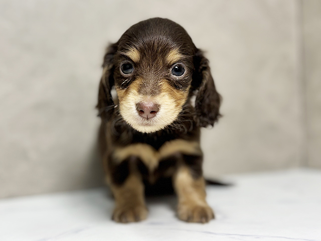 大阪府のミニチュアダックスフンド(ロング) (ペッツファースト東大阪店/2025年9月17日生まれ/女の子/チョコレートタン)の子犬の1枚目の画像