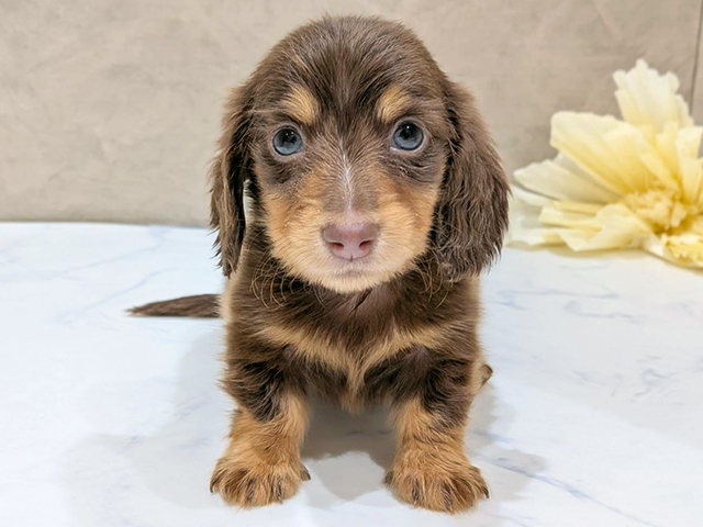 大阪府のミニチュアダックスフンド(ロング) (ペッツファースト難波店/2025年9月17日生まれ/男の子/チョコレートタン)の子犬の1枚目の画像