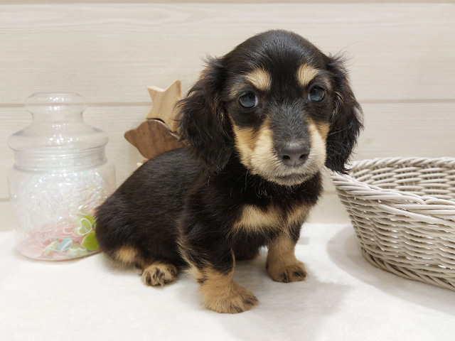 広島県のミニチュアダックスフンド(ロング) (ペッツファースト広島府中店/2025年9月17日生まれ/女の子/ブラックタン)の子犬の1枚目の画像