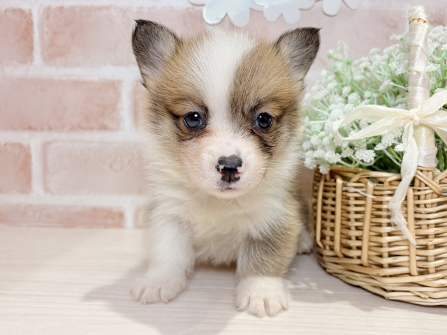 岡山県のウェルシュコーギーペンブローク (ペッツファースト倉敷店/2025年9月17日生まれ/男の子/セーブルホワイト)の子犬の1枚目の画像