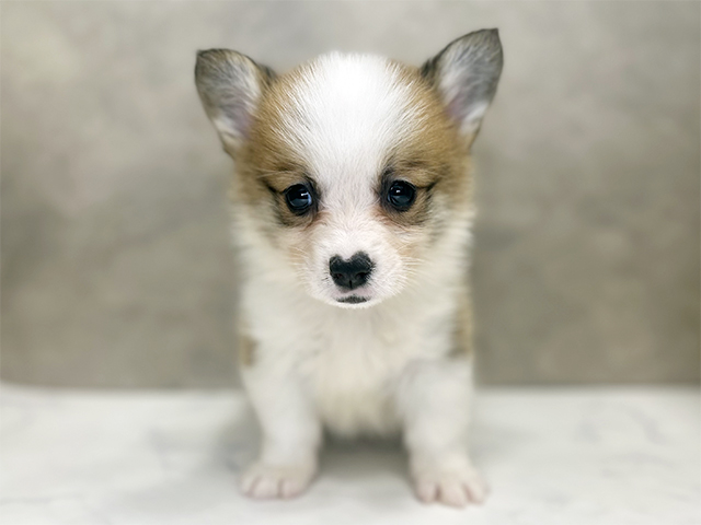 埼玉県のウェルシュコーギーペンブローク (ペッツファーストPETEMOレイクタウンmori店/2025年9月17日生まれ/男の子/セーブルホワイト)の子犬の1枚目の画像