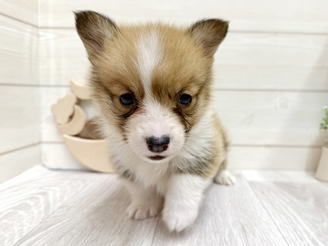 愛知県のウェルシュコーギーペンブローク (ペッツファースト大高店/2025年9月17日生まれ/男の子/セーブルホワイト)の子犬の1枚目の画像