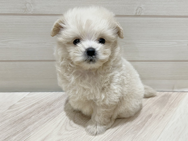 大阪府のポメプー(ポメラニアン×プードル) (ペッツファーストららぽーと門真店/2025年9月16日生まれ/男の子/クリーム)の子犬の1枚目の画像