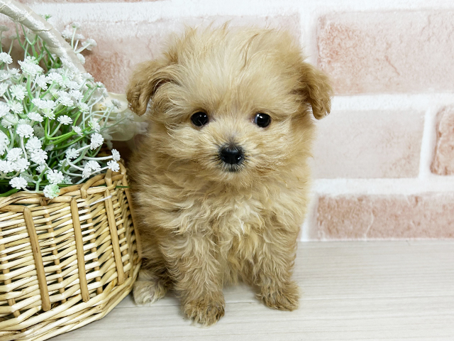 大阪府のポメプー(ポメラニアン×プードル) (ペッツファースト東大阪店/2025年9月16日生まれ/男の子/アプリコット)の子犬の1枚目の画像