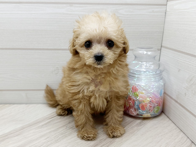 東京都のポメプー(ポメラニアン×プードル) (ペッツファースト渋谷店/2025年9月17日生まれ/女の子/アプリコット)の子犬の1枚目の画像