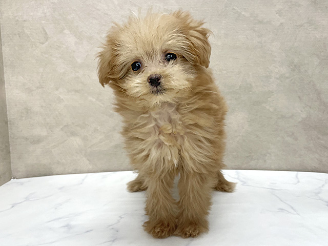 東京都のポメプー(ポメラニアン×プードル) (ペッツファースト八王子多摩美大前店/2025年9月17日生まれ/女の子/アプリコット)の子犬の1枚目の画像