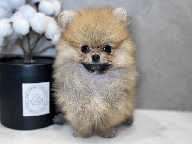 東京都のポメチワ/チワポメ/ポメチー(ポメラニアン×チワワ) (ペッツファースト青山店/2025年9月17日生まれ/男の子/オレンジ)の子犬の1枚目の画像