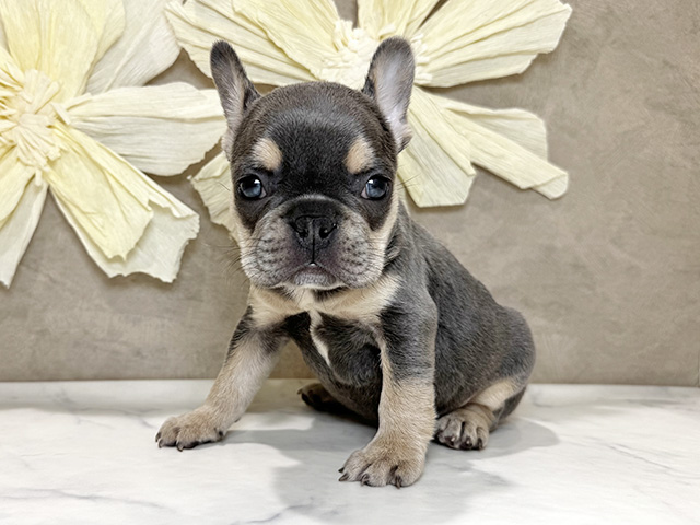 兵庫県のフレンチブルドッグ (ペッツファースト神戸三宮センター街店/2025年9月16日生まれ/女の子/ライラックタン)の子犬の1枚目の画像