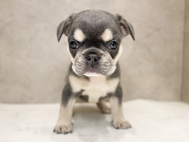 千葉県のフレンチブルドッグ (ペッツファーストららぽーとTOKYO-BAY店/2025年9月16日生まれ/女の子/ライラックタン)の子犬の1枚目の画像