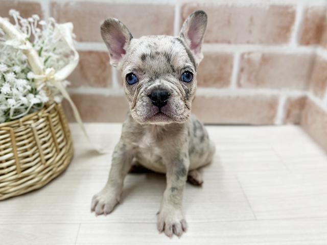 大阪府のフレンチブルドッグ (ペッツファースト茨木店/2025年9月10日生まれ/女の子/ライラックマール)の子犬の1枚目の画像