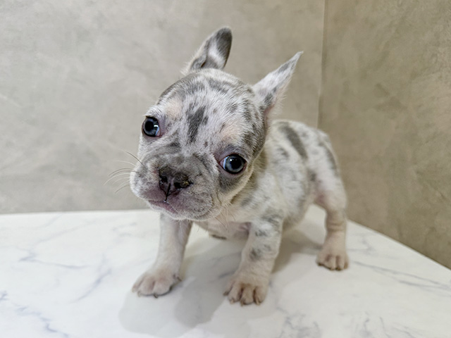 フレンチブルドッグ